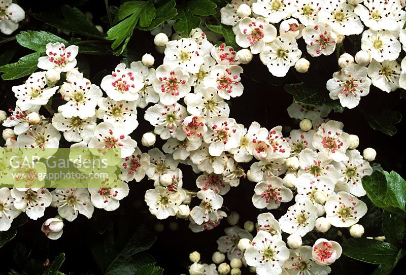 Crataegus monogyna - Hawthorn flowering in May