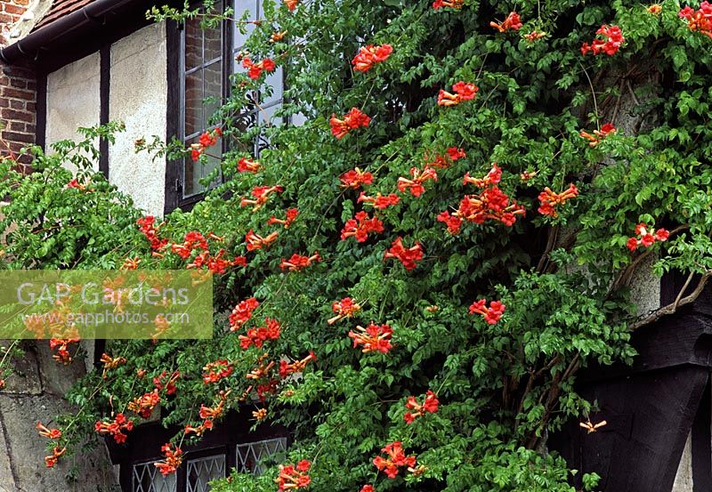 Campsis x taglibuana 'Madame Galen flowering in September