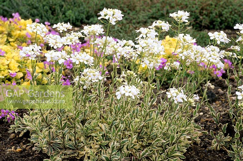 Arabis ferdinandi-coburgi 'Variegata'