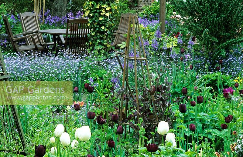 Spring garden with Tulipa and Myosotis, teak furniture in background