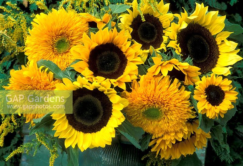 Floral arrangement of Helianthus Annus and Solidago, - single and double Sunflowers and Golden Rod, in Green glazed pot.