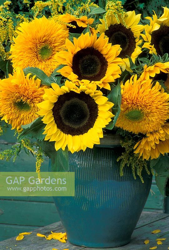 Helianthus annus  - single and double Sunflowers in Green glazed pot.