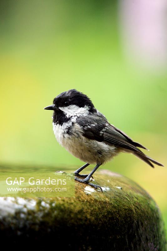 Coaltit standing on the edge of a birdbath