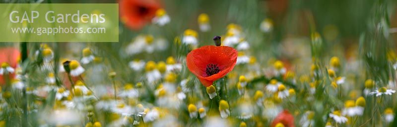 Papaver rhoeas - Field Poppies amongst scented Mayweed