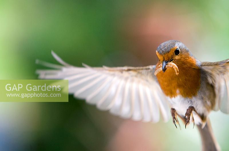 Robin in flight