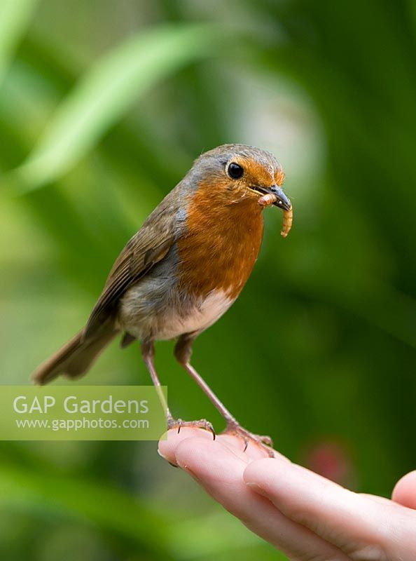 Robin with mealworm sitting on hand