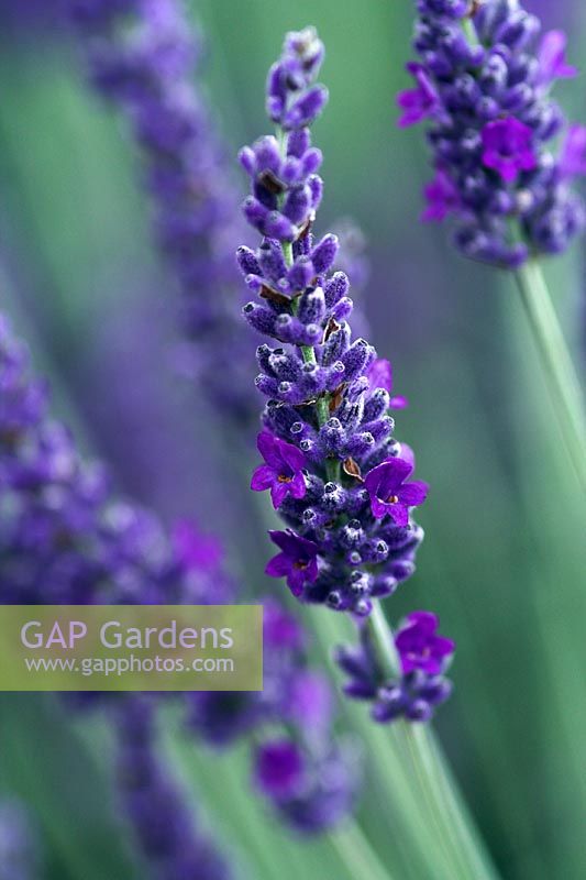 Lavandula lanata x angustifolia 'Sawyers'