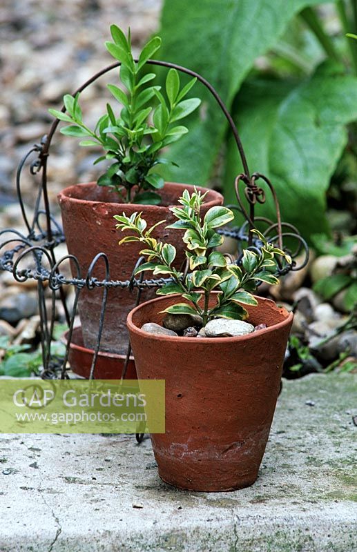 One year old cuttings of Buxus - Box in terracotta pots