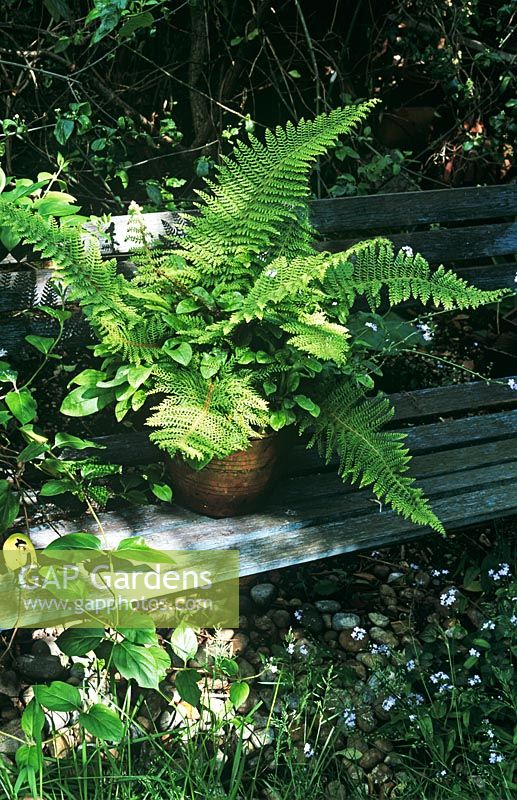 Polystichum setiferum proliferum  - Fern in pot on blue slatted bench in dappled shade  