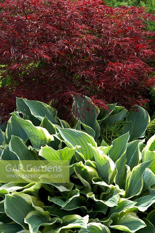 Hosta 'Regal Splendor' with Acer palmatum 'Red Dragon' at Cypress House in Dalton 