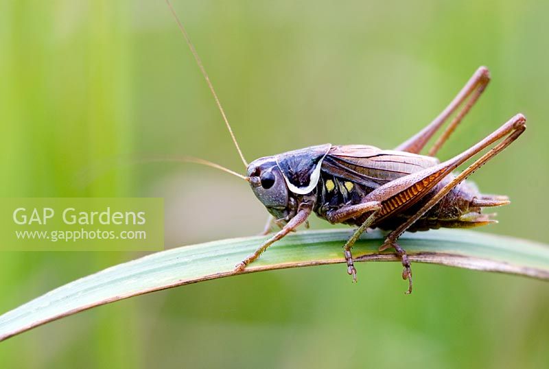 English cricket on a grass stem 