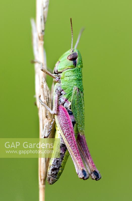 Close-up of a green grasshopper grass covered in morning dew