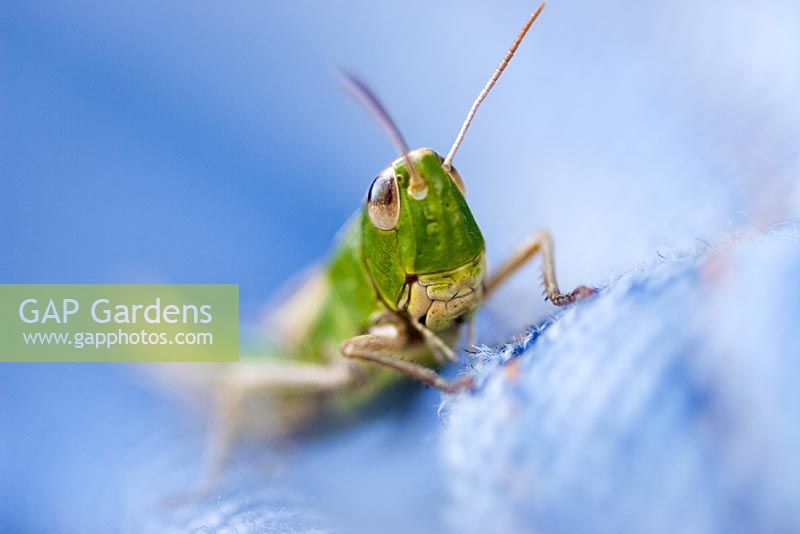 Close-up of a green grasshopper on blue denim jeans