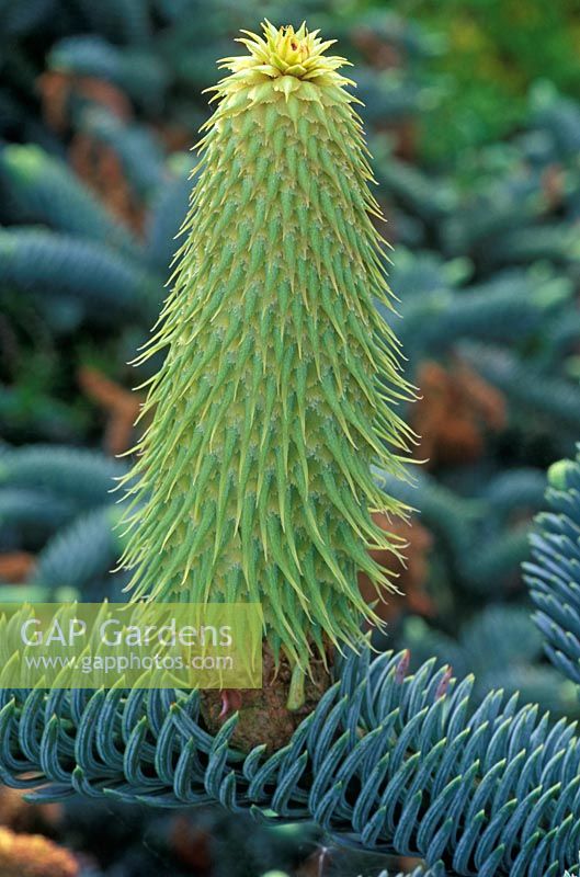 Abies procera, May 26th, Time lapse, Sequence 6, New female cone forming. 
