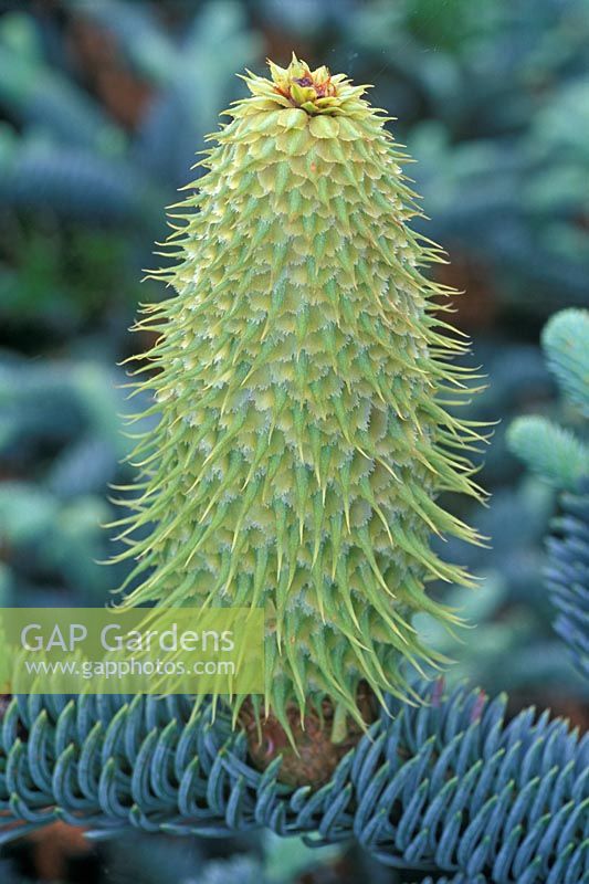Abies procera. June 4th, Time lapse, Sequence 7, New female cone forming. 