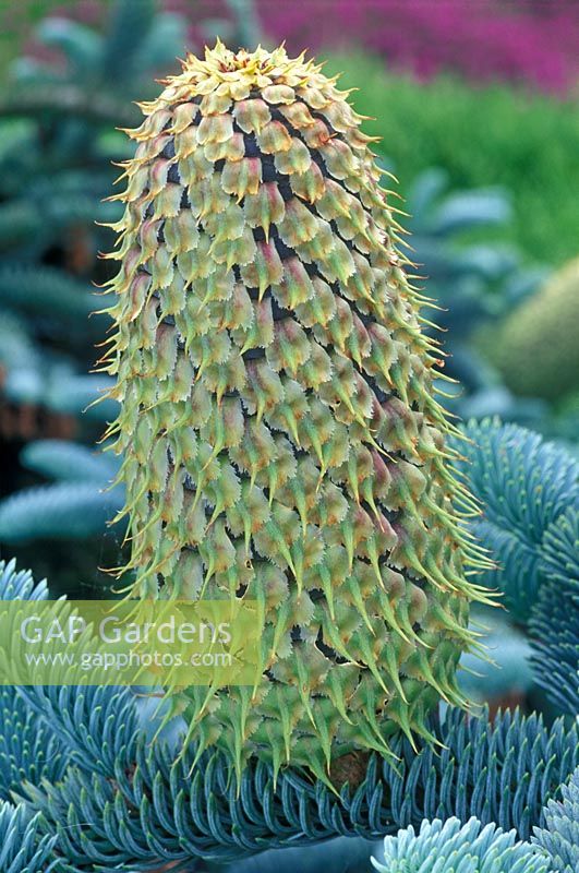 Abies procera, June 26th Summer, Time lapse, Sequence 8, New female cone forming. 
