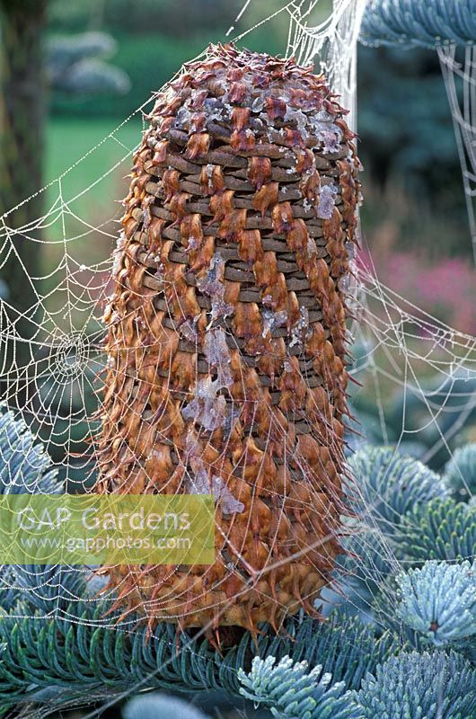 Abies procera, October 13th, Time lapse, Sequence 11, Female cone forming, seeds forming.