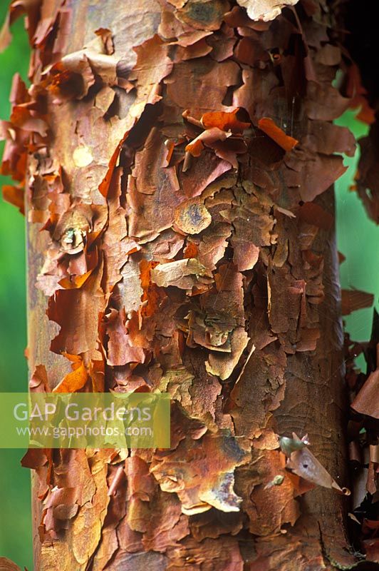 Acer griseum - Paperbark Maple