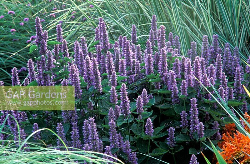 Agastache rugosa, was Foeniculum