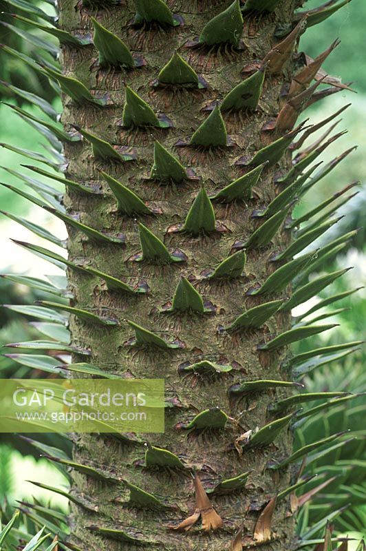 Araucaria araucana