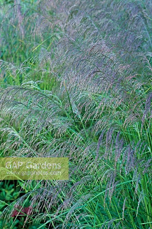 Deschampsia cespitosa 'Bronzeschleier' Bronze veil - Tufted hair grass, Tussock grass.