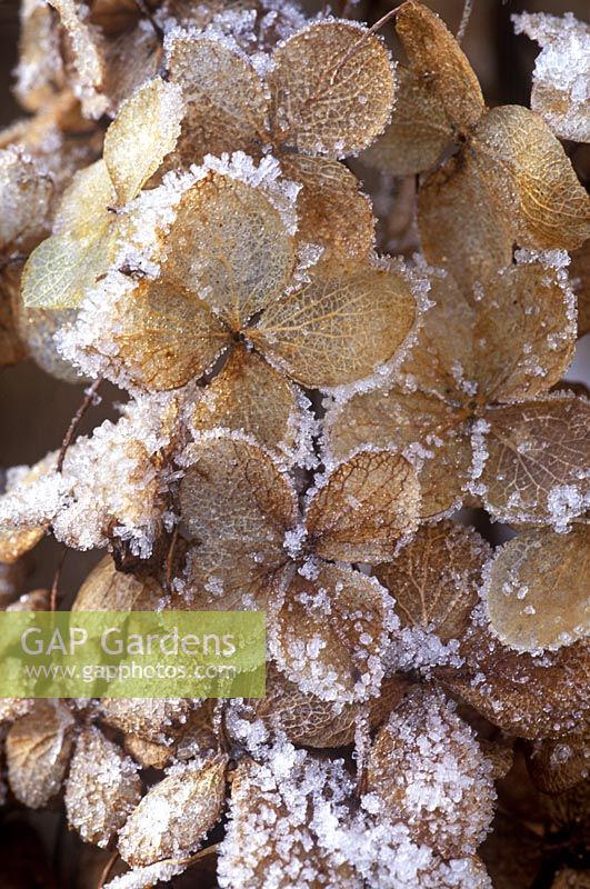 Hydrangea arborescens 'Annabelle' 