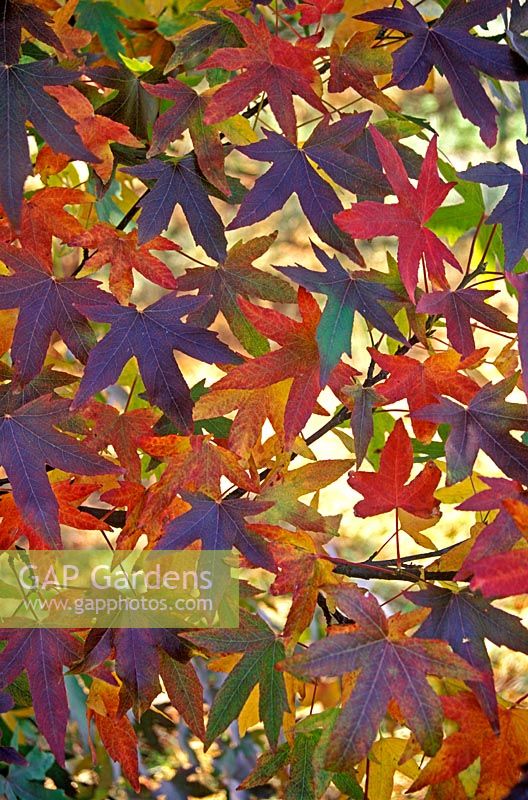 Liquidambar styraciflua 'Worplesdon' - Sweet gum