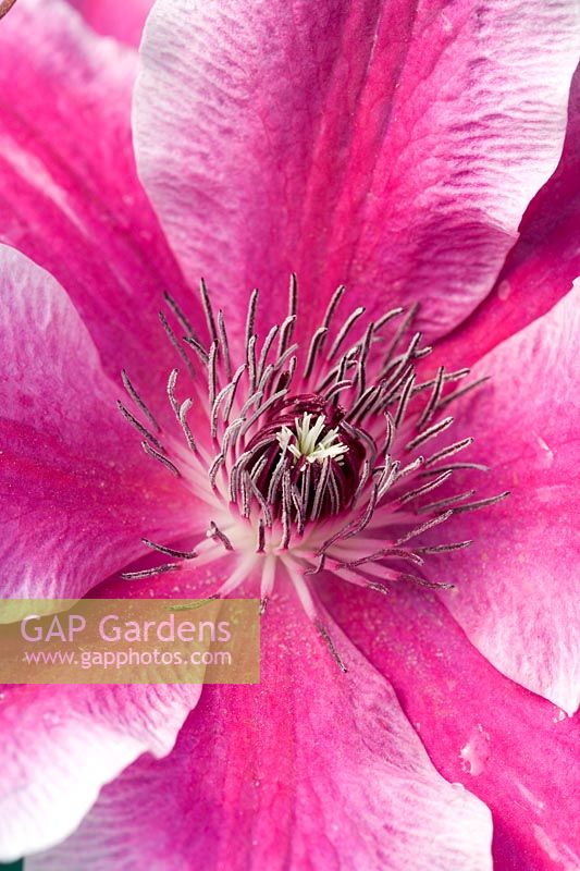 Clematis 'Carnaby'