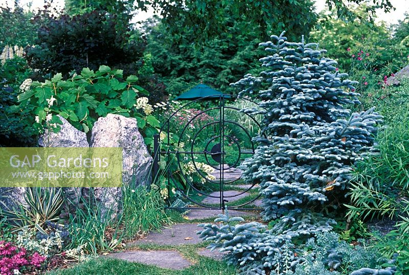 Abies procera 'Glauca Prostrata' against gate at Ellen Mcfarlands Garden, Massachusetts, USA. 