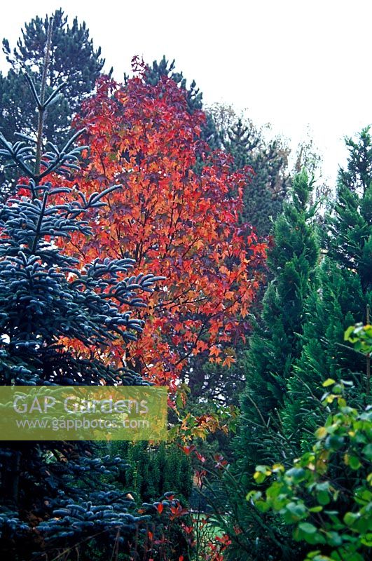 Abies procera, Liquidambar styraciflua and Chamaecyparis lawsoniana in woodland style garden. Adrian Bloom's garden.  