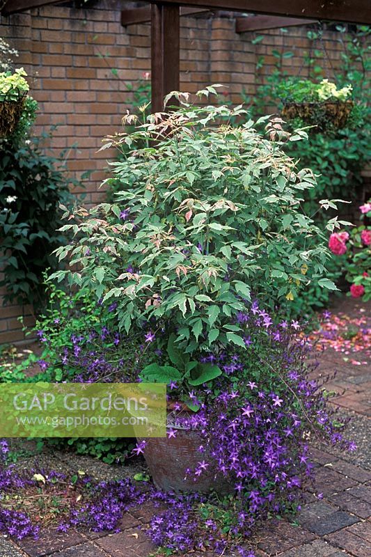 Acer negundo 'Flamingo' with Campanula poscharskyana 'Stella' in container.