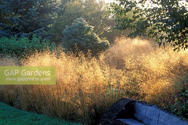 Deschampsia cespitosa 'Goldtau' syn 'Golden Dew' and seedlings - Tufted hair grass 