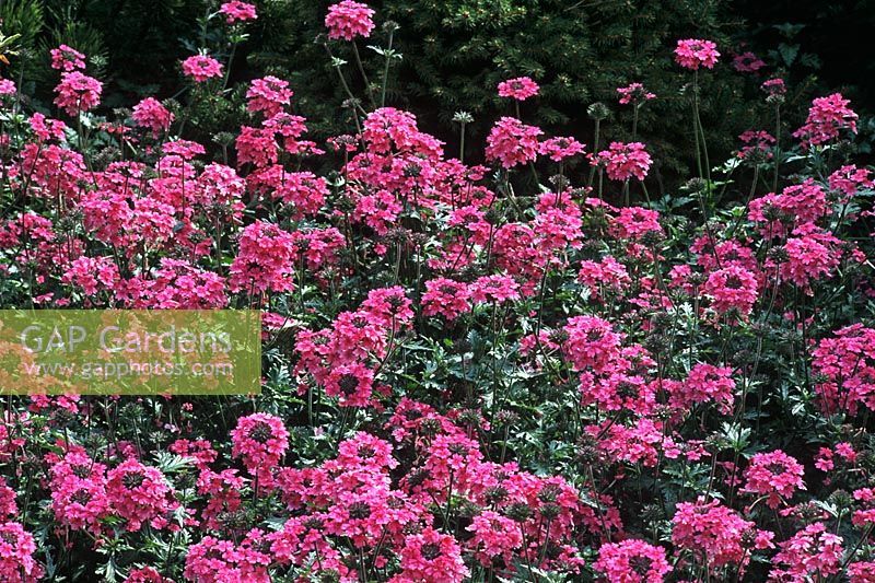 Verbena 'Sissinghurst' flowering in September