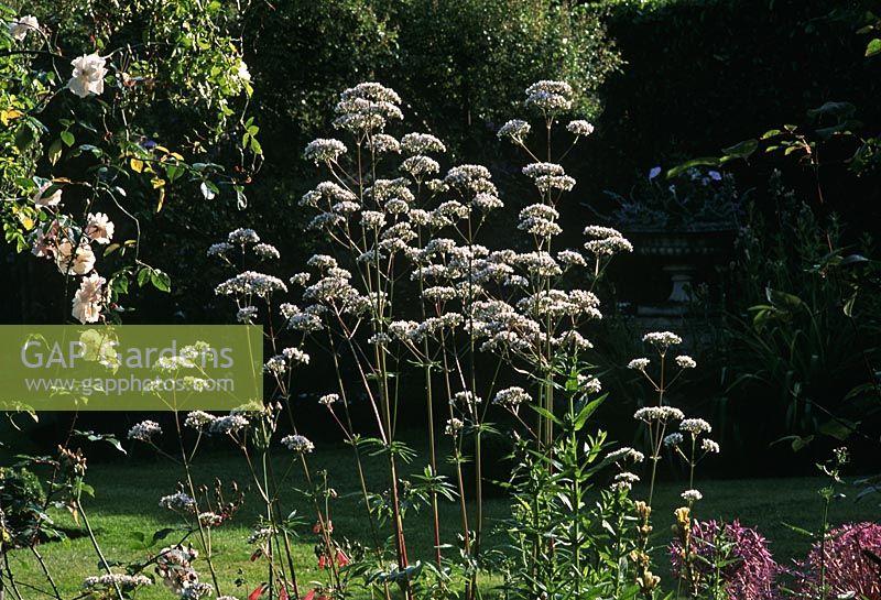 Valeriana officinalis