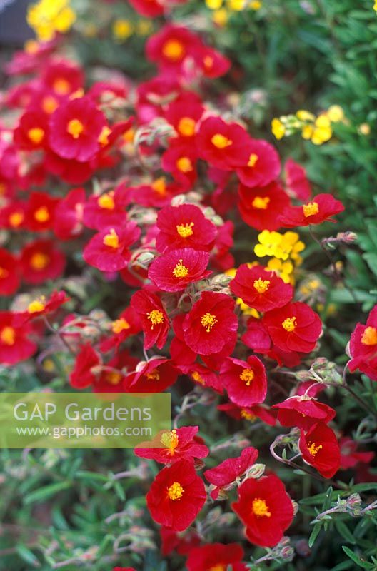 Helianthemum 'Red Orient' - Rock rose flowering in May  