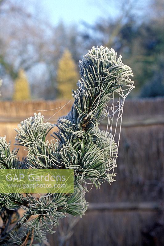 Pinus parviflora Glauca Group