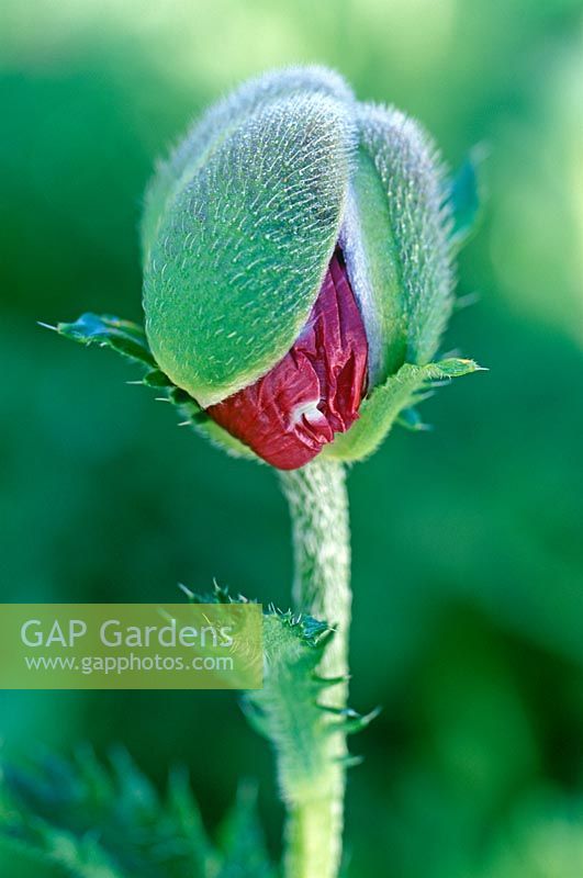 Papaver 'Medallian' - Opening poppy sequence 1 - Close up of bud beginning to open
