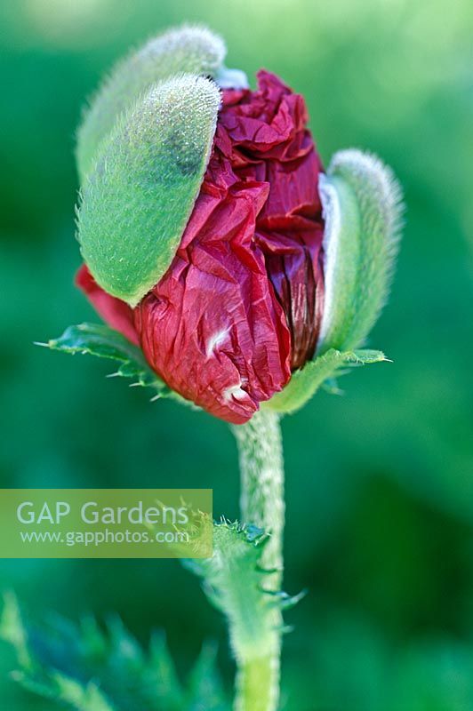 Papaver 'Medallian' - Opening poppy sequence 2 - Close up of petals emerging
