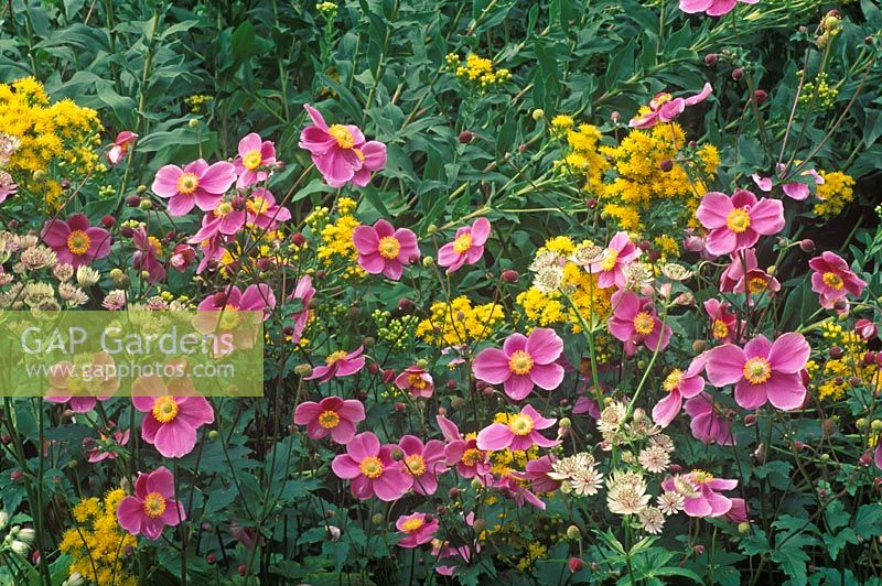 Autumn border containting Anemone hupehensis 'Hadspen Abundance', Solidago Rigida and Astrantia Major Rosea