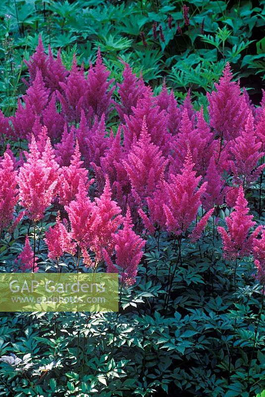 Astilbe X arendsii 'Gloria'