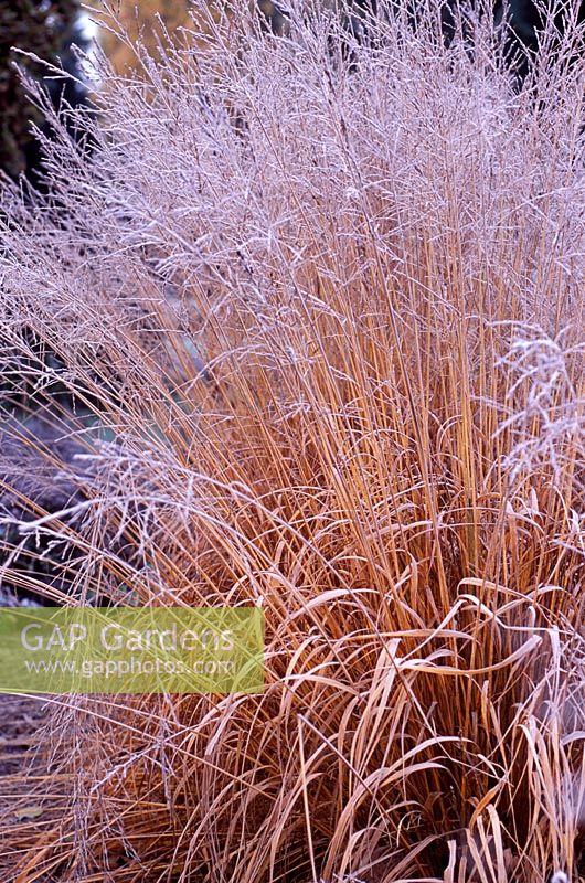 Molinia caerulea subsp. Arundinacea Skyracer