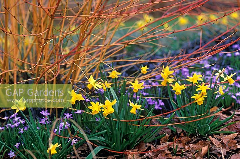 Narcissus 'Tete-A-Tete' in border with Chionodoxa forbesii and Cornus sanguinea 'Midwinter Fire' 