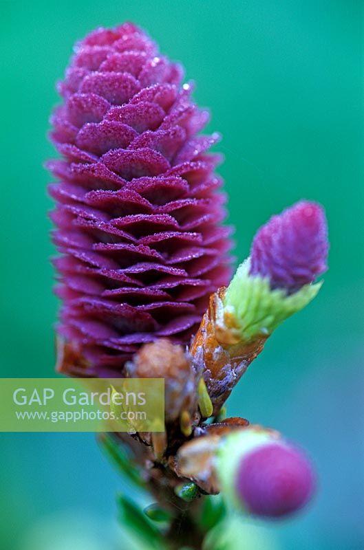 Picea abies 'Pusch'. Close up of magenta pink cones forming.