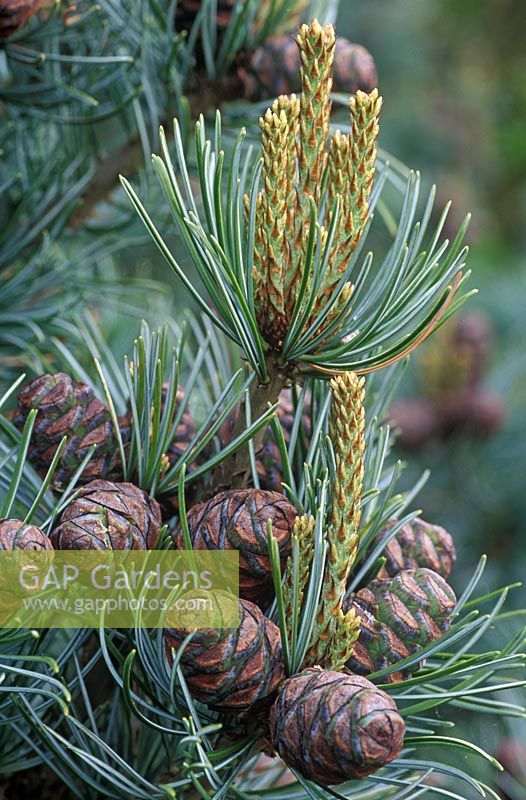 Pinus parviflora 'Negishi' - Close up of cones and new growth 