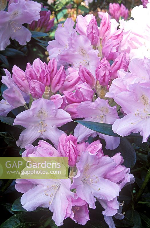 Rhododendron 'Hoppy' - Azalea