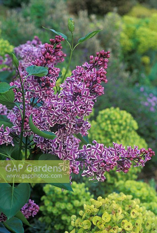 Syringa vulgaris 'Sensation' - Lilac  