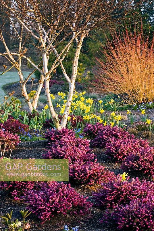 Winter border with Heathers, Trees, Shrubs and Bulbs. Erica x darleyensis 'Kramers Rote', Betula apoiensis 'Mount Apoi', Narcissus 'February Gold' and Cornus sanguinea 'idwinter Fire' rch, late winter, early spring. Designer Adrian Bloom.