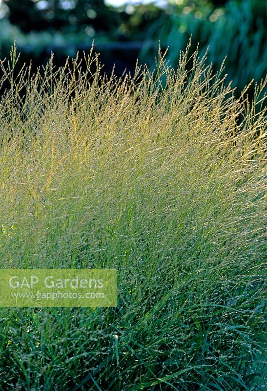 Molina caerulea 'Skyracer' - grass in eveing light