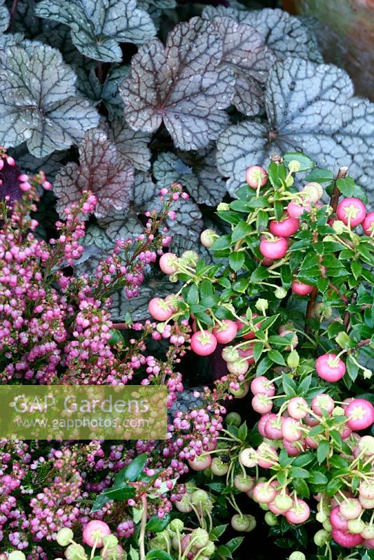 Erica gracilis, Heuchera 'Silver Scrolls' and Pernettya mucronata in autumn container