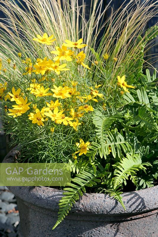 Coreopsis verticellata 'Zagreb' in an autumn container with Stipa tenuissima and Polypodium vulgare 